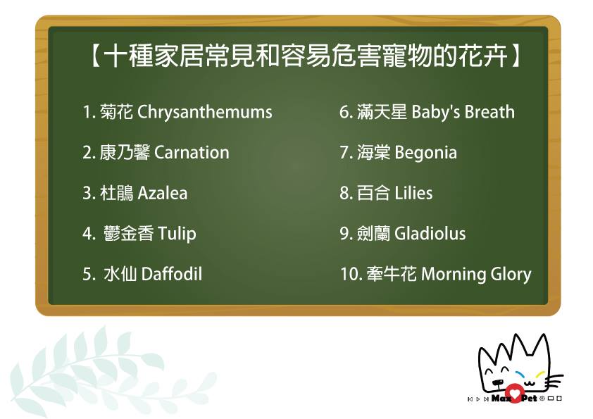 容易危害寵物的花卉